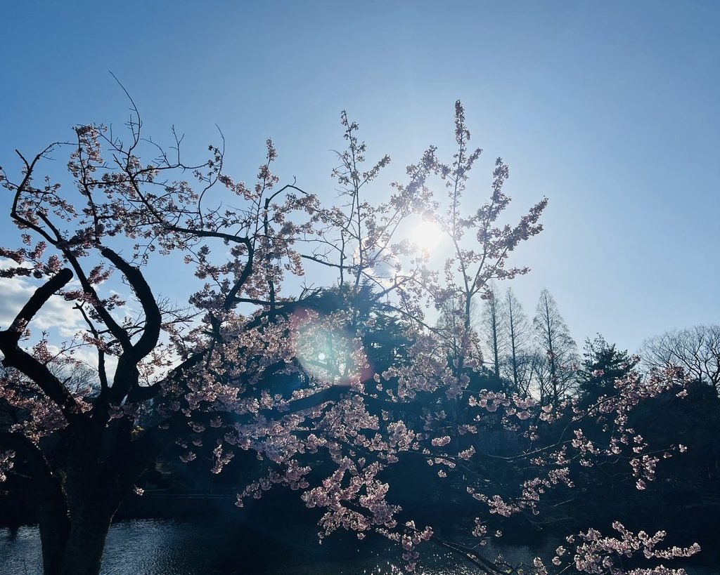 新宿御苑で咲きはじめた桜