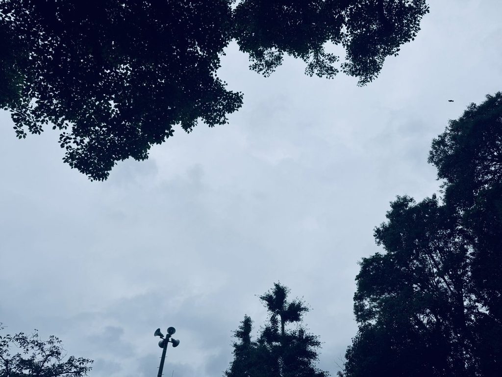 初夏の空と木立