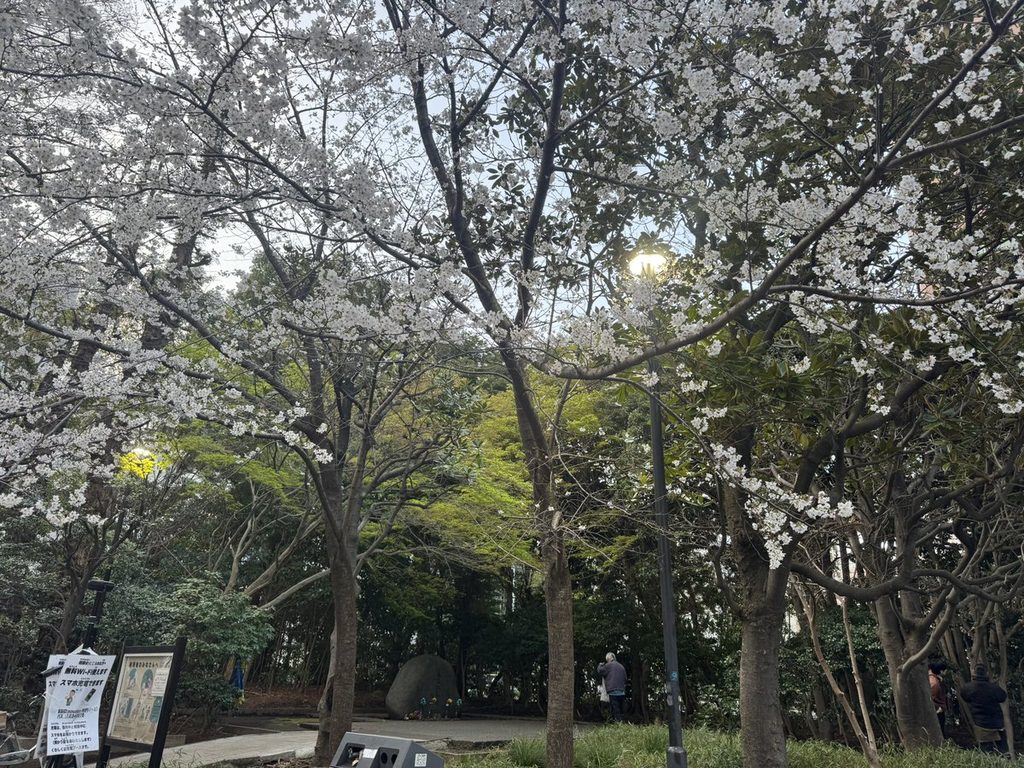 東池袋中央公園で咲いた桜